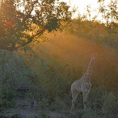 Croc Orvyll'S Kruger Lodge Marloth Park Exterior foto