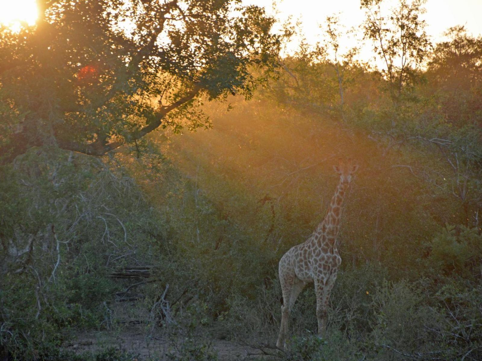 Croc Orvyll'S Kruger Lodge Marloth Park Exterior foto