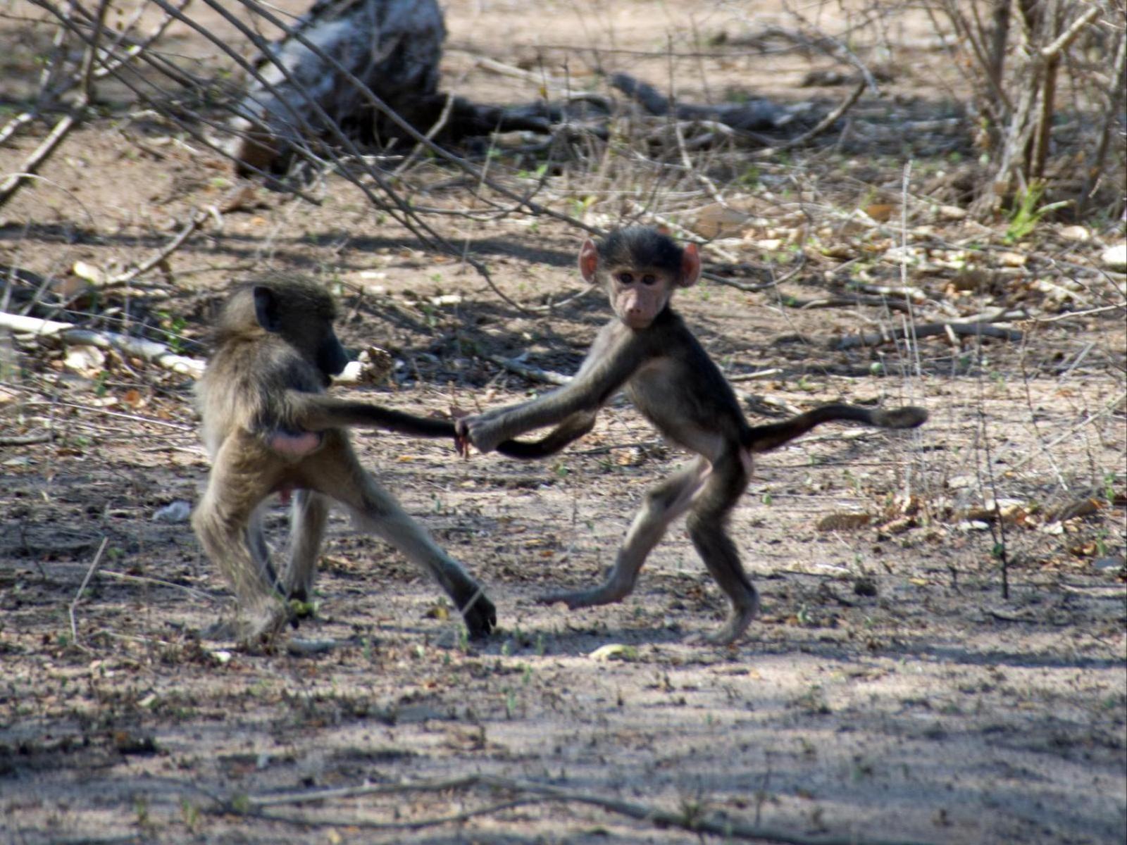 Croc Orvyll'S Kruger Lodge Marloth Park Exterior foto